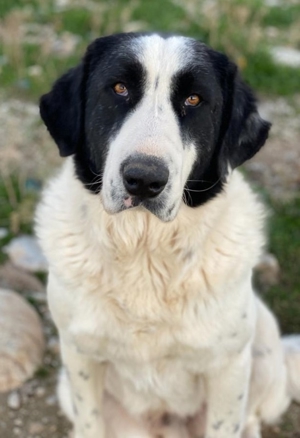 Pirate, geb. ca. 12/2018, in GRIECHENLAND, auf Gelände, auf dem die Hunde notdürftig versorgt werden Bild 4