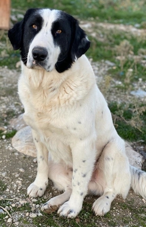 Pirate, geb. ca. 12/2018, in GRIECHENLAND, auf Gelände, auf dem die Hunde notdürftig versorgt werden Bild 3
