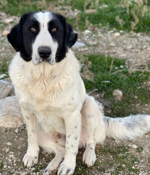 Pirate, geb. ca. 12/2018, in GRIECHENLAND, auf Gelände, auf dem die Hunde notdürftig versorgt werden Bild 14