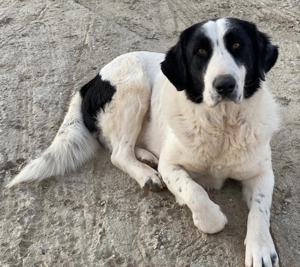 Pirate, geb. ca. 12/2018, in GRIECHENLAND, auf Gelände, auf dem die Hunde notdürftig versorgt werden Bild 18