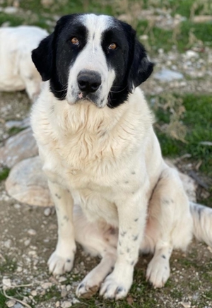 Pirate, geb. ca. 12/2018, in GRIECHENLAND, auf Gelände, auf dem die Hunde notdürftig versorgt werden Bild 17