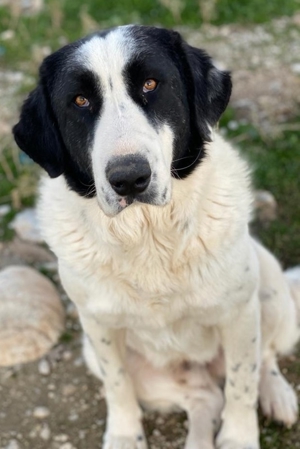 Pirate, geb. ca. 12/2018, in GRIECHENLAND, auf Gelände, auf dem die Hunde notdürftig versorgt werden Bild 5