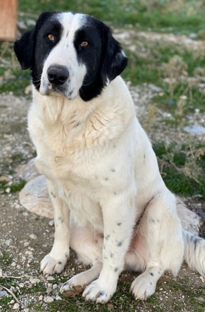 Pirate, geb. ca. 12/2018, in GRIECHENLAND, auf Gelände, auf dem die Hunde notdürftig versorgt werden Bild 6