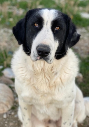 Pirate, geb. ca. 12/2018, in GRIECHENLAND, auf Gelände, auf dem die Hunde notdürftig versorgt werden Bild 15