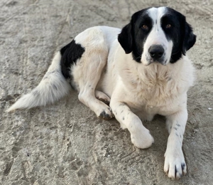 Pirate, geb. ca. 12/2018, in GRIECHENLAND, auf Gelände, auf dem die Hunde notdürftig versorgt werden Bild 16