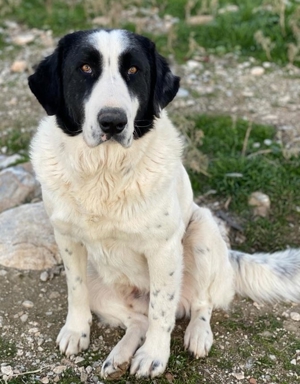 Pirate, geb. ca. 12/2018, in GRIECHENLAND, auf Gelände, auf dem die Hunde notdürftig versorgt werden Bild 10