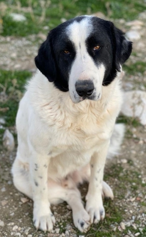 Pirate, geb. ca. 12/2018, in GRIECHENLAND, auf Gelände, auf dem die Hunde notdürftig versorgt werden Bild 8