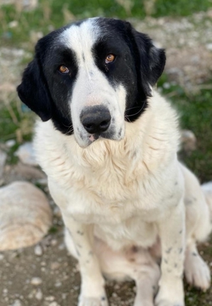 Pirate, geb. ca. 12/2018, in GRIECHENLAND, auf Gelände, auf dem die Hunde notdürftig versorgt werden Bild 2