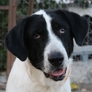 Madoc, geb. 08/2015, lebt in GRIECHENLAND, im städt. Tierheim Serres