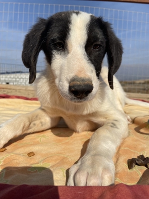 Musti, geb. ca. 08/2022, in GRIECHENLAND, auf Gelände, auf dem die Hunde notdürftig versorgt werden Bild 3