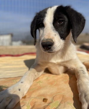 Musti, geb. ca. 08/2022, in GRIECHENLAND, auf Gelände, auf dem die Hunde notdürftig versorgt werden Bild 13