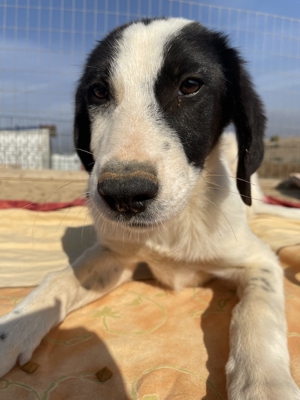 Musti, geb. ca. 08/2022, in GRIECHENLAND, auf Gelände, auf dem die Hunde notdürftig versorgt werden Bild 7