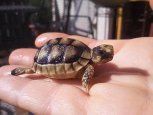 Breitrandschildkröten Bild 1