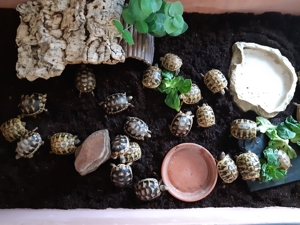 Griechische Landschildkröten Bild 3