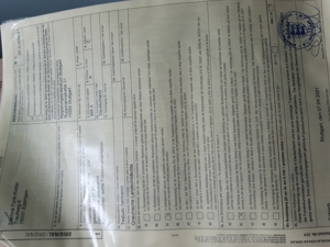 Griechische Landschildkröten Bild 6