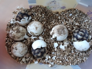 Griechische Landschildkröten Bild 4