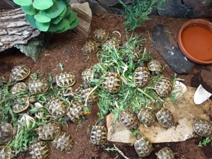 Griechische Landschildkröten Bild 2