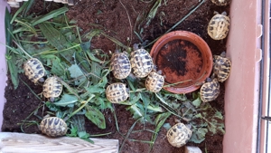 Griechische Landschildkröten Bild 5