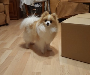 Pomeranian  Bild 4