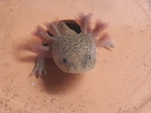 Axolotl Bild 9
