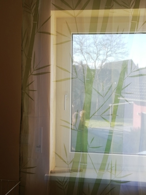 2 Schlaufenvorhänge / Deko-Schals / Fertigvorhang in Bambus-Design (weiß-grün), je 140 x 245 cm Bild 4