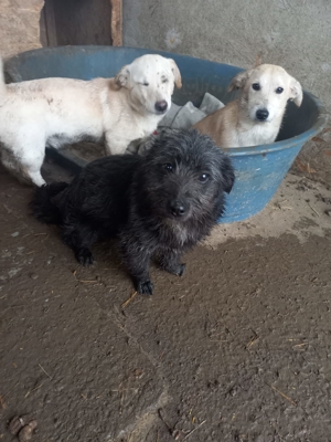 Otellos Geschwister haben alle ein Zuhause, jetzt wäre er endlich dran Bild 3