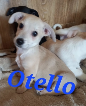 Otello