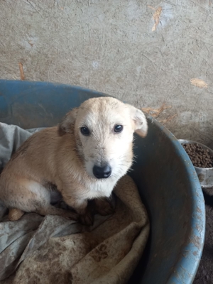 Otellos Geschwister haben alle ein Zuhause, jetzt wäre er endlich dran Bild 2