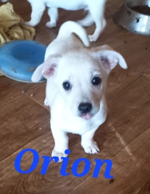 Orion