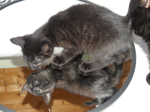 Katzenbabys Bild 6