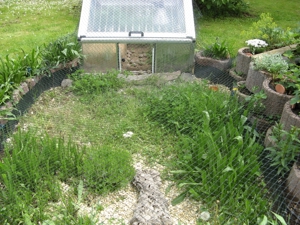 griech. Breitrandschildkröten, NZ August 2023 mit amtlichen Citesbescheinigungen abzugeben Bild 10
