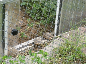 griech. Breitrandschildkröten, NZ August 2023 mit amtlichen Citesbescheinigungen abzugeben Bild 5