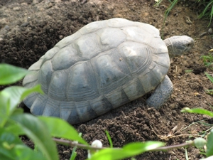 griech. Breitrandschildkröten, NZ August 2023 mit amtlichen Citesbescheinigungen abzugeben Bild 8