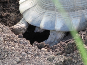 griech. Breitrandschildkröten, NZ August 2023 mit amtlichen Citesbescheinigungen abzugeben Bild 9