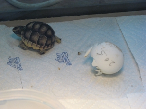 griech. Breitrandschildkröten, NZ August 2023 mit amtlichen Citesbescheinigungen abzugeben Bild 3