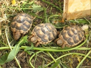 griech. Breitrandschildkröten, NZ August 2023 mit amtlichen Citesbescheinigungen abzugeben