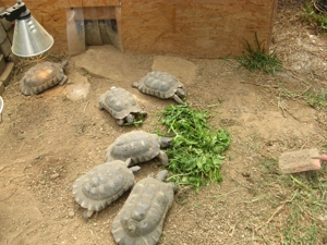 griech. Breitrandschildkröten, NZ August 2023 mit amtlichen Citesbescheinigungen abzugeben Bild 4
