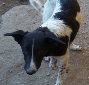 Corry sucht endlich ihre Menschen Bild 2