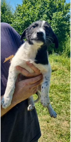 Corry sucht endlich ihre Menschen Bild 5