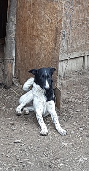 Corry sucht endlich ihre Menschen Bild 12