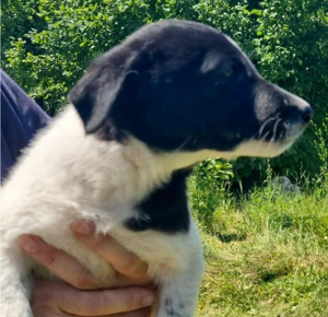 Corry sucht endlich ihre Menschen Bild 9