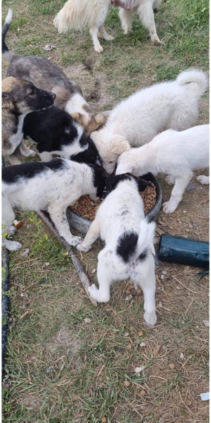 Corry sucht endlich ihre Menschen Bild 7