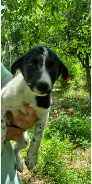 Corry sucht endlich ihre Menschen Bild 3