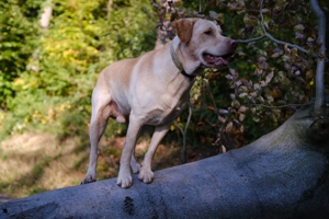 Labrador (Deckrüde) mit Ahnentafel Bild 3
