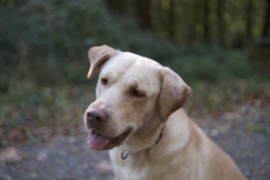 Labrador (Deckrüde) mit Ahnentafel Bild 2
