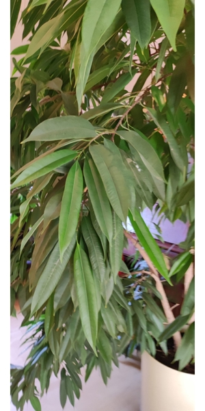 Ficus longifolia ( langblättrige Feige ) 250 x 280 cm Bild 3