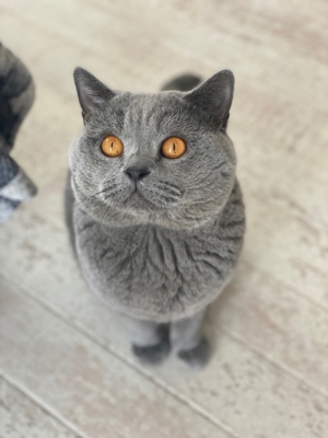 Deckkater BKH Blutgruppe A Bild 2