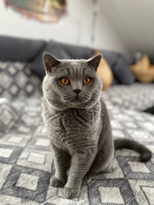 Deckkater BKH Blutgruppe A Bild 3