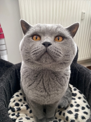 Deckkater BKH Blutgruppe A Bild 5