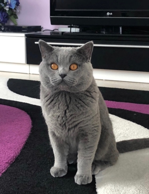 Deckkater BKH Blutgruppe A Bild 6